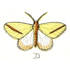 /filer/webapps/moths/media/images/L/labda_Rhodometra_Cramer2_181_D.jpg
