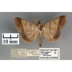 /filer/webapps/moths/media/images/L/laniata_Plecoptera_ST_OUMNH_01.jpg
