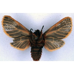 /filer/webapps/moths/media/images/Z/zegina_Metarctia_HT_BMNH_02.jpg