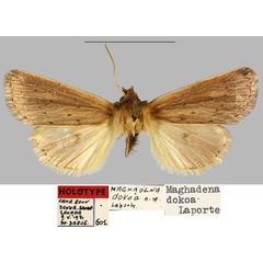 /filer/webapps/moths/media/images/D/dokoa_Maghadena_HT_MNHNa.jpg