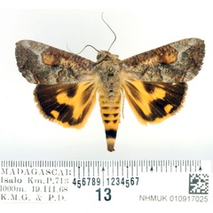 /filer/webapps/moths/media/images/F/florens_Hypocala_AM_BMNH_01.jpg