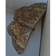 /filer/webapps/moths/media/images/G/glareosa_Zamarada_A_Voaden.jpg