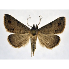 /filer/webapps/moths/media/images/O/obeditalis_Gesonia_AM_NHMO_02.jpg