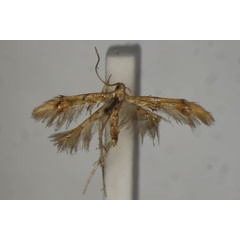 /filer/webapps/moths/media/images/B/bigemma_Idioglossa_A_BMNH.jpg