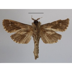 /filer/webapps/moths/media/images/Z/zambica_Zeuzeropecten_A_MGCLb_01.JPG