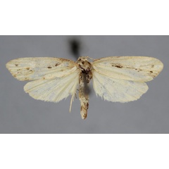 /filer/webapps/moths/media/images/N/nebulosa_Exilisia_A_BMNH.jpg