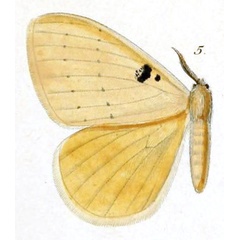 /filer/webapps/moths/media/images/B/bimaculata_Stenoglene_HT_Dewitz_1897_2_5.jpg