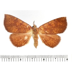 /filer/webapps/moths/media/images/M/madecassa_Phlogochroa_AF_BMNH_01.jpg