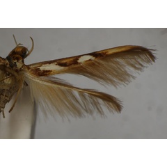 /filer/webapps/moths/media/images/H/holothecta_Stathmopoda_HT_BMNH.jpg