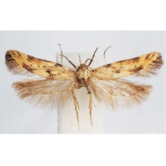 /filer/webapps/moths/media/images/N/nakurensis_Leuronoma_PTF_BMNH.jpg