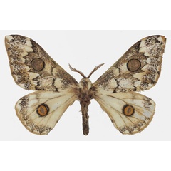 /filer/webapps/moths/media/images/A/angulata_Usta_AM_Basquin.jpg