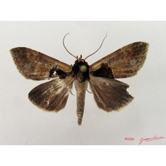 /filer/webapps/moths/media/images/N/nigribasis_Anoba_A_Alberta_01.jpg