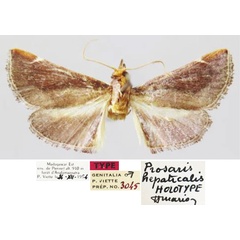 /filer/webapps/moths/media/images/H/hepaticalis_Prosaris_HT_MNHN.jpg