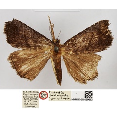 /filer/webapps/moths/media/images/P/perirrorata_Eustrotia_HT_NHMUK.jpg