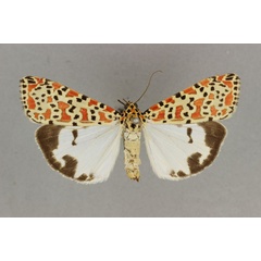 /filer/webapps/moths/media/images/S/socotrensis_Utetheisa_HT_BMNH.jpg