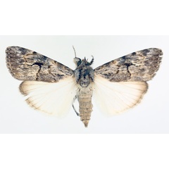 /filer/webapps/moths/media/images/R/retracta_Hypotacha_AF_TMSA_01.jpg