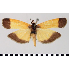 /filer/webapps/moths/media/images/T/trimenii_Dyphlebia_HT_BMNH.jpg