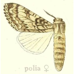 /filer/webapps/moths/media/images/P/polia_Dasychira_STF_Hering_24b.jpg