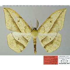 /filer/webapps/moths/media/images/R/ruandalta_Geolyces_HT_ZSMa.jpg