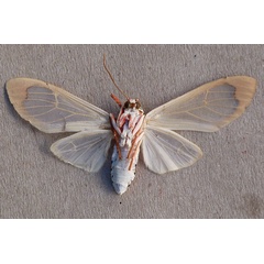 /filer/webapps/moths/media/images/V/vitrea_Amerila_A_Butler_02.jpg