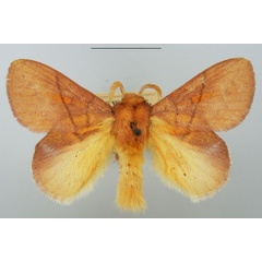 /filer/webapps/moths/media/images/I/igneotincta_Trichopisthia_AM_TMSA_02.jpg