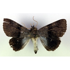 /filer/webapps/moths/media/images/F/flavicollis_Callophisma_A_RMCA.jpg