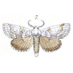 /filer/webapps/moths/media/images/V/vilis_Dicranuropsis_Felder_100_7.jpg