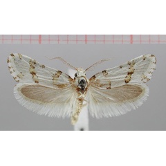 /filer/webapps/moths/media/images/A/albulata_Kariosa_HT_NMNW.jpg