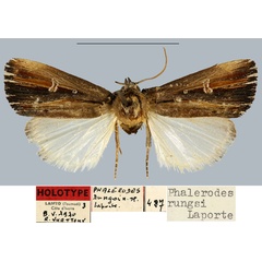 /filer/webapps/moths/media/images/R/rungsi_Phalerodes_HT_MNHN.jpg