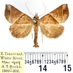 /filer/webapps/moths/media/images/V/vacillans_Radara_AM_BMNH.jpg