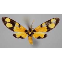 /filer/webapps/moths/media/images/P/parvifenestrata_Maculonaclia_PT_BMNH.jpg