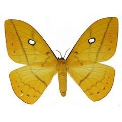 /filer/webapps/moths/media/images/A/auricolor_Maltagorea_AF_Basquin.jpg
