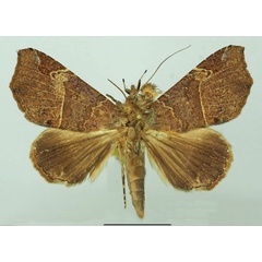 /filer/webapps/moths/media/images/P/pectinicornis_Euheterospila_AF_Basquin.jpg