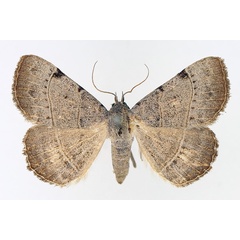 /filer/webapps/moths/media/images/S/stuhlmanni_Plecoptera_AF_TMSA_01.jpg