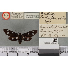 /filer/webapps/moths/media/images/L/luctuosa_Naclia_HT_BMNHa.jpg