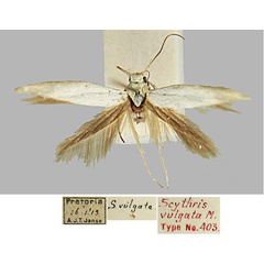 /filer/webapps/moths/media/images/V/vulgata_Scythris_HT_BMNH_vcQb9gs.jpg