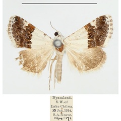 /filer/webapps/moths/media/images/H/hemichiona_Eublemma_AM_BMNH.jpg