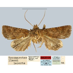 /filer/webapps/moths/media/images/L/limoni_Tycomarptes_HT_MNHN.jpg