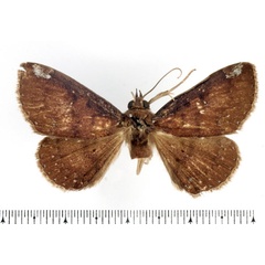 /filer/webapps/moths/media/images/P/plantei_Macellopis_AM_BMNH.jpg
