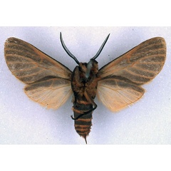 /filer/webapps/moths/media/images/P/panyamana_Metarctia_HT_BMNH_02.jpg