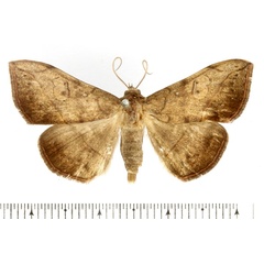/filer/webapps/moths/media/images/R/rubricans_Anticarsia_AF_BMNH.jpg