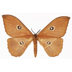 /filer/webapps/moths/media/images/P/pujoli_Melanocera_AF_Basquina.jpg