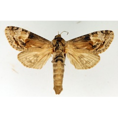 /filer/webapps/moths/media/images/T/tristis_Coryphodema_AF_TMSA.jpg
