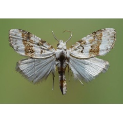 /filer/webapps/moths/media/images/A/afrotaeniata_Nola_A_Butler.jpg