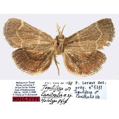 /filer/webapps/moths/media/images/L/lanitralis_Tegulifera_HT_MNHN.jpg