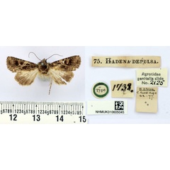 /filer/webapps/moths/media/images/D/depulsa_Hadena_HT_BMNH.jpg