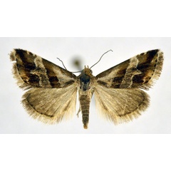 /filer/webapps/moths/media/images/O/ornatula_Eublemma_A_NHMO.jpg