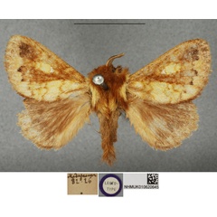 /filer/webapps/moths/media/images/H/hova_Ocha_LT_BMNH.jpg