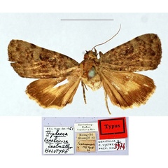 /filer/webapps/moths/media/images/T/tenebricosa_Triphaena_HT_MNHN.jpg