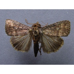 /filer/webapps/moths/media/images/C/capensis_Condica_A_Baron.jpg